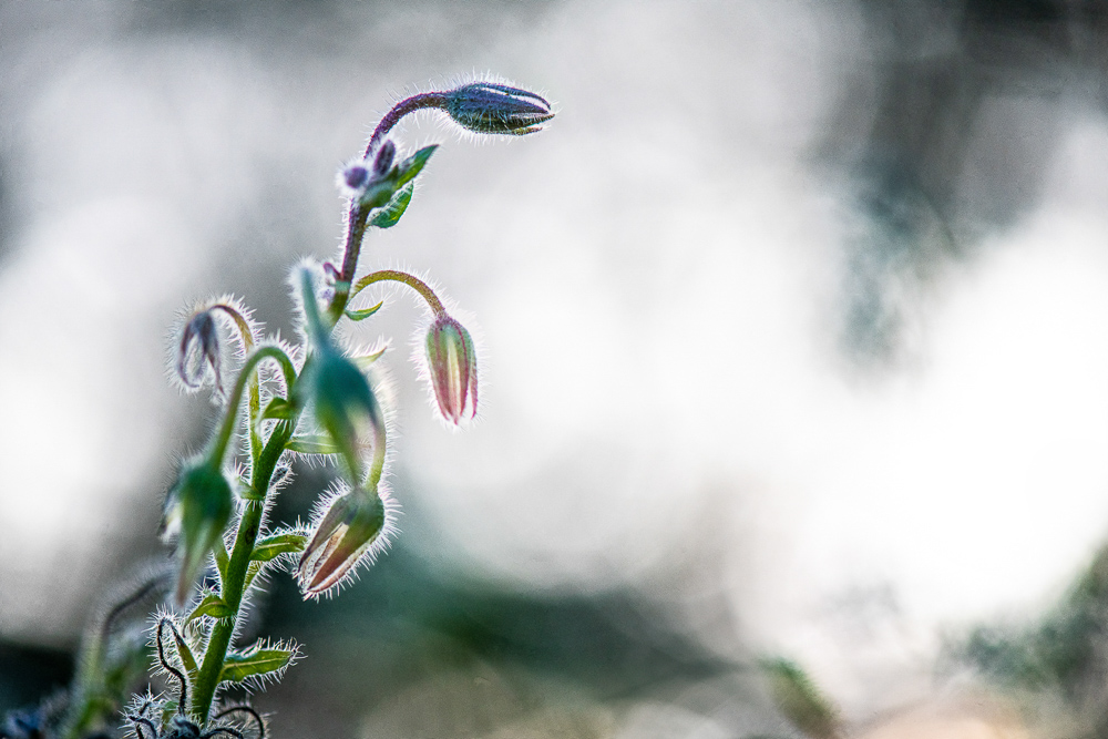Platz 12 Johann Kerler
